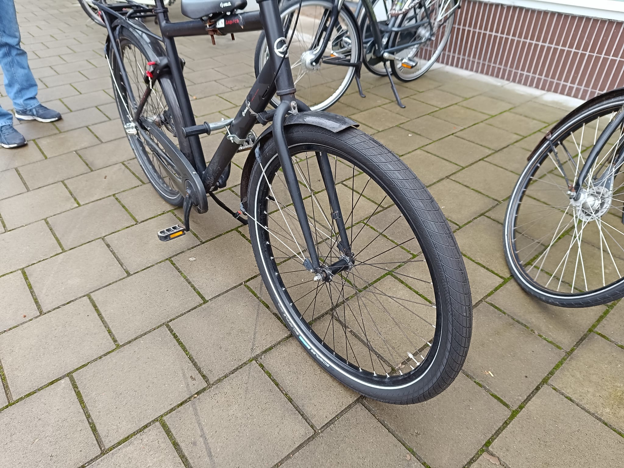 Giant Gewoon Heren
